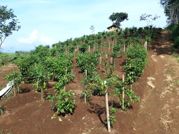 Kawasan Agroforestry (Wana Tan...