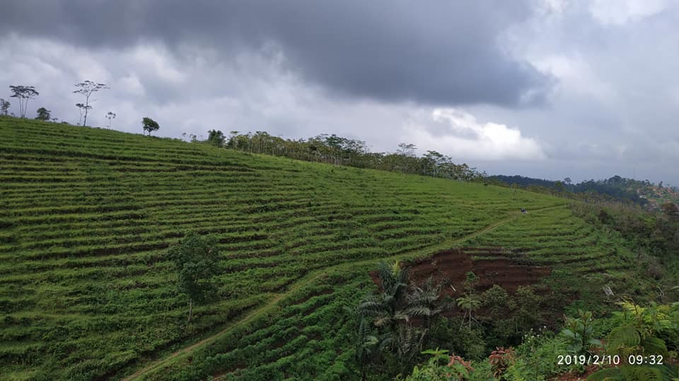 Kawasan Agroforestry (Wana Tani) Geledug Desa Hujungtiwu